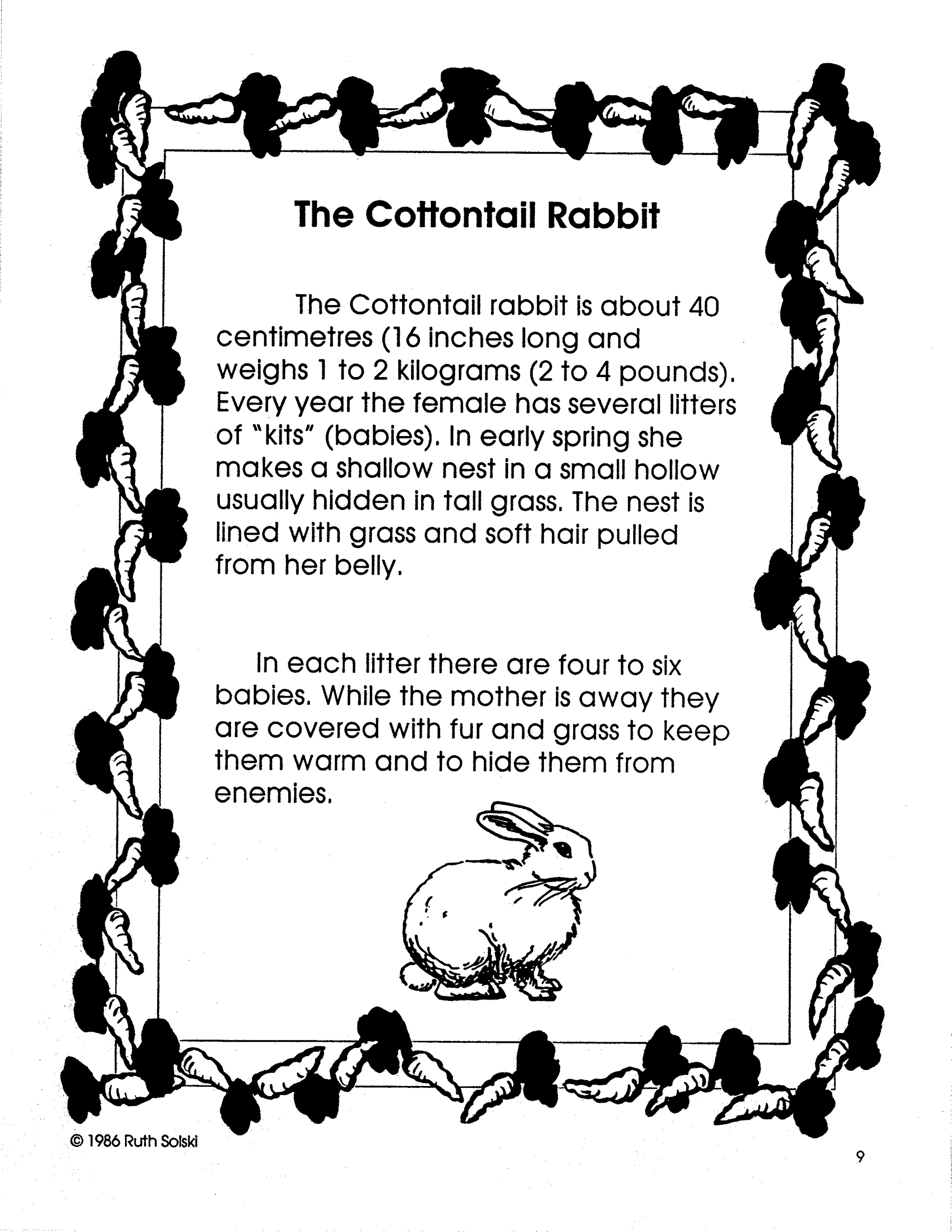 All About Rabbits Grades 3-4