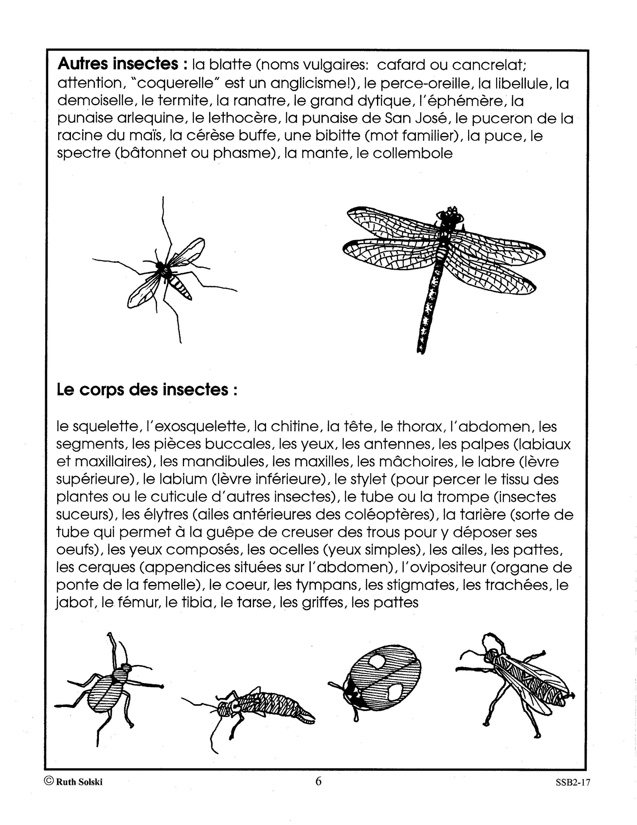 Le monde étonnant des insectes 4e à 6e année