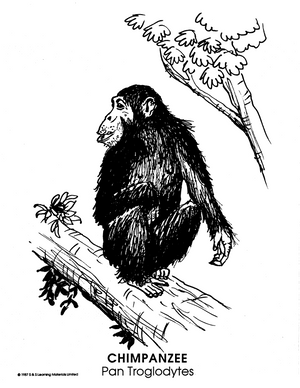 Zoo Animals Picture Collection Grade K-8