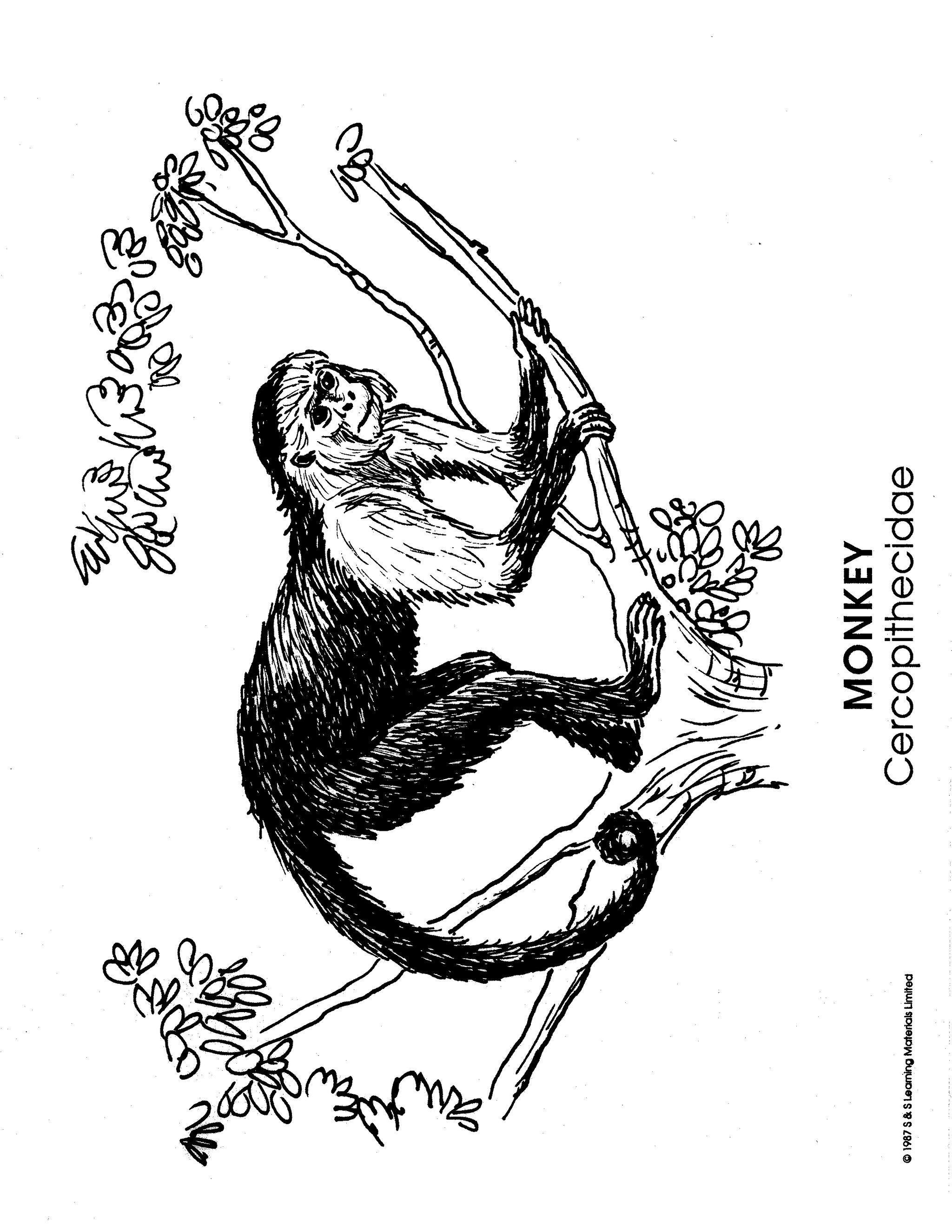 Zoo Animals Picture Collection Grade K-8