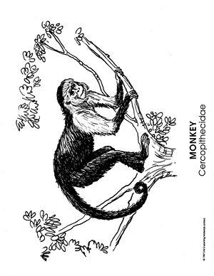 Zoo Animals Picture Collection Grade K-8