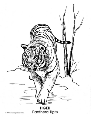 Zoo Animals Picture Collection Grade K-8