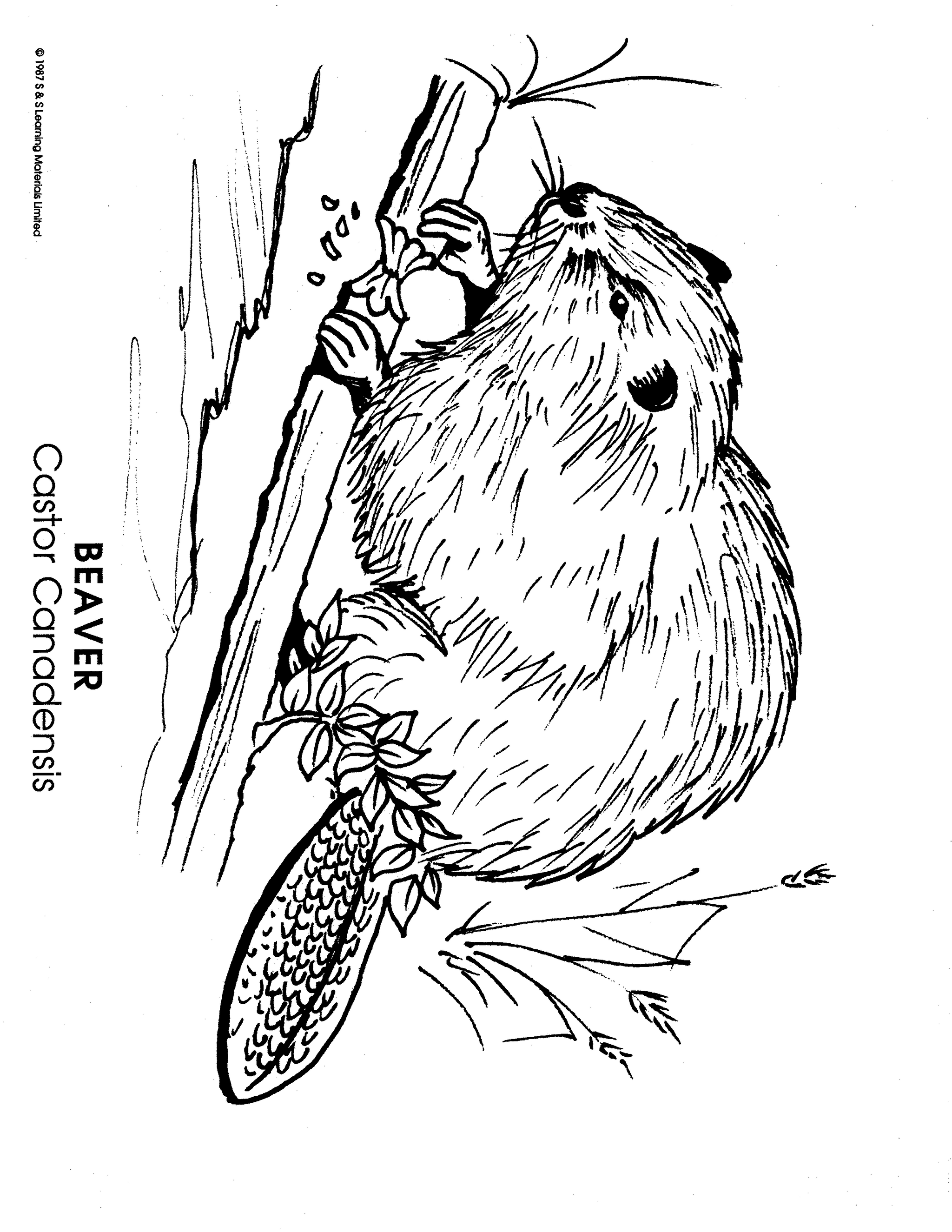 North American Animals Black & White Picture Collection Grades K-8