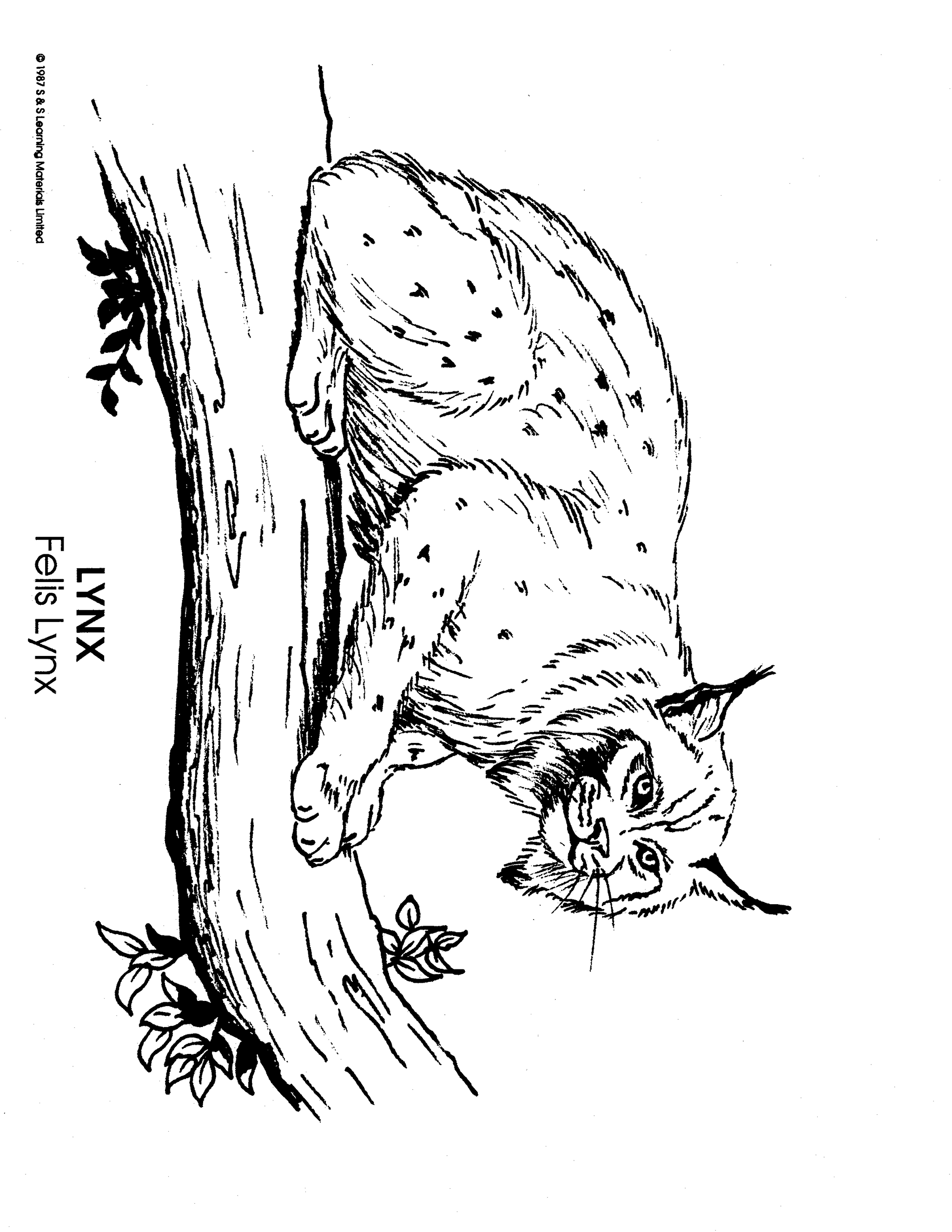 North American Animals Black & White Picture Collection Grades K-8