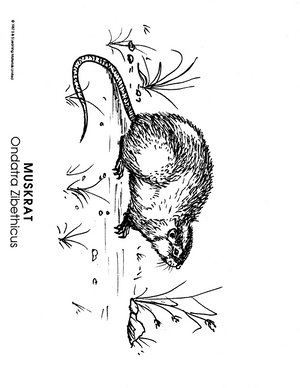 North American Animals Black & White Picture Collection Grades K-8