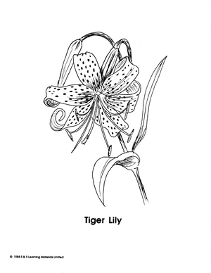 Garden Flowers Black & White Picture Collection Grades K-8