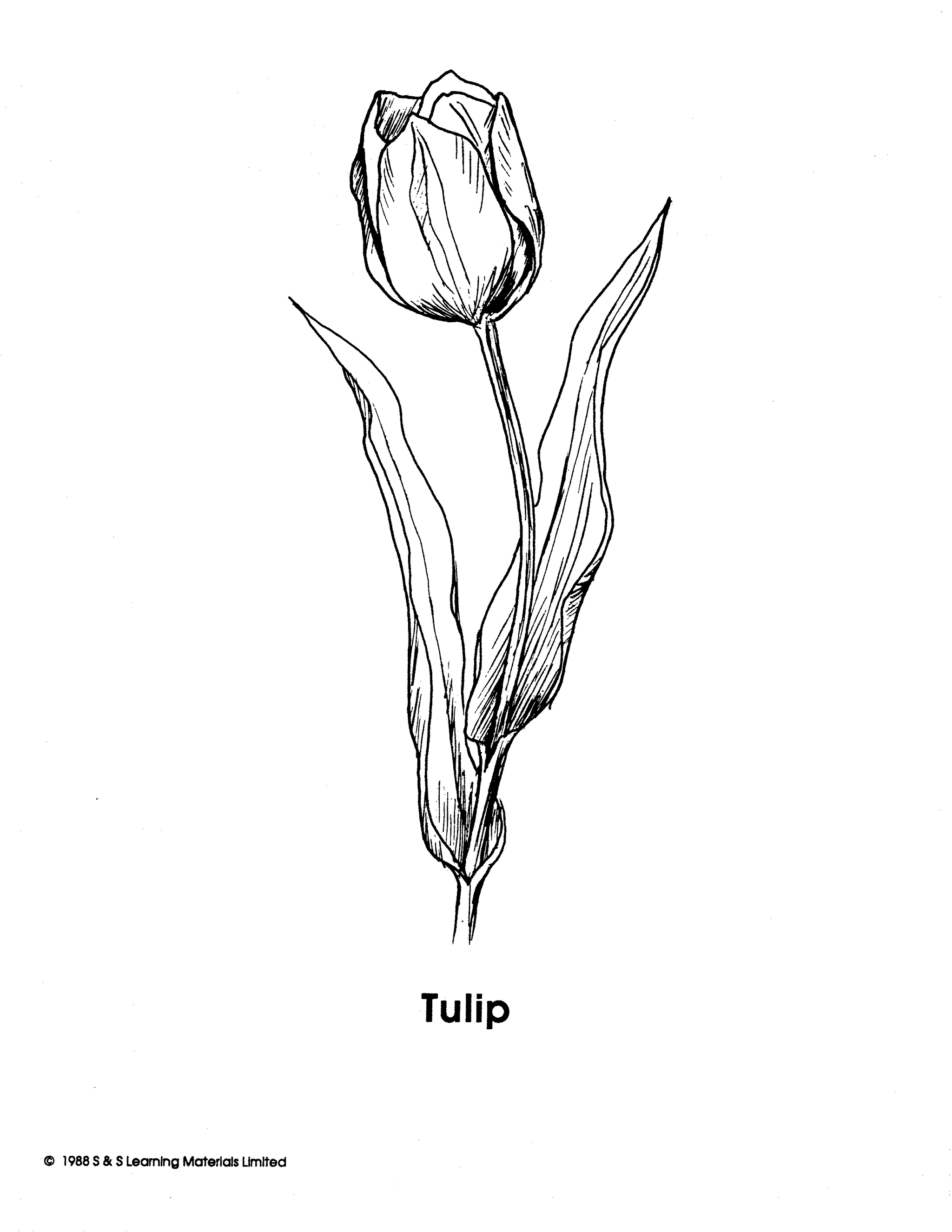 Garden Flowers Black & White Picture Collection Grades K-8