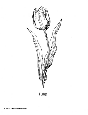 Garden Flowers Black & White Picture Collection Grades K-8