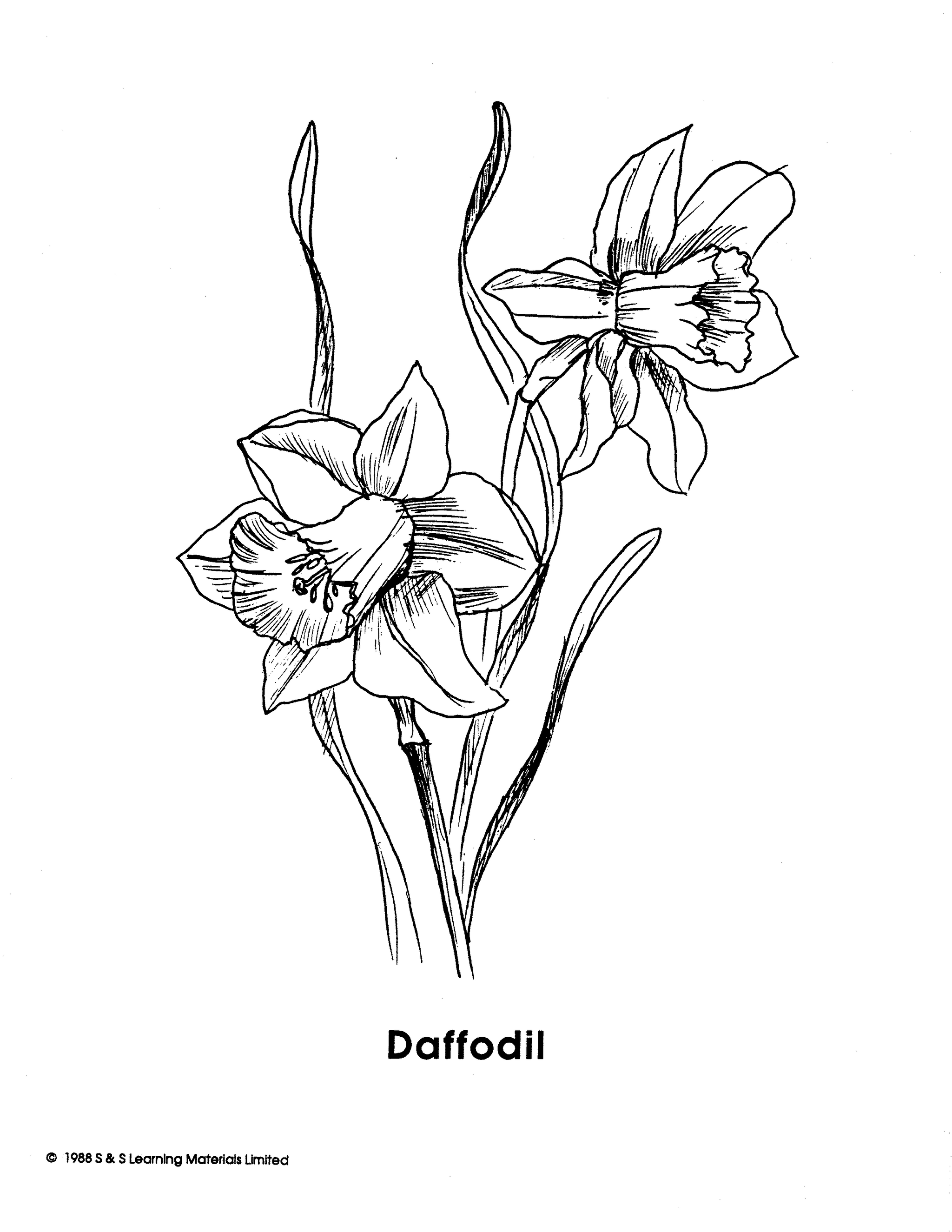 Garden Flowers Black & White Picture Collection Grades K-8