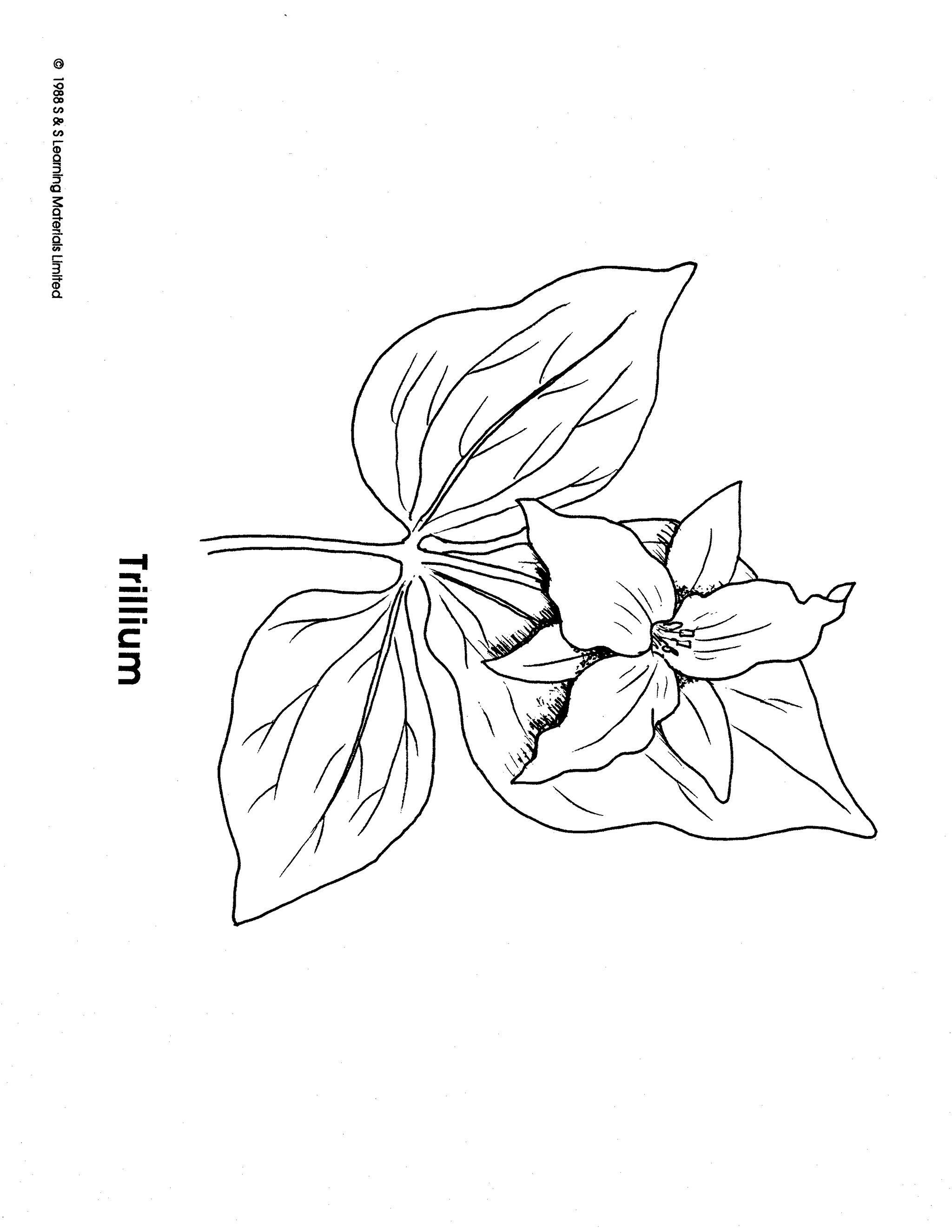 Wild Flowers Black & White Picture Collection Grades K-8