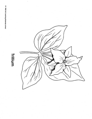 Wild Flowers Black & White Picture Collection Grades K-8