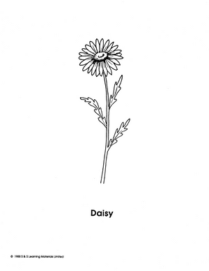 Wild Flowers Black & White Picture Collection Grades K-8