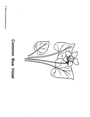 Wild Flowers Black & White Picture Collection Grades K-8