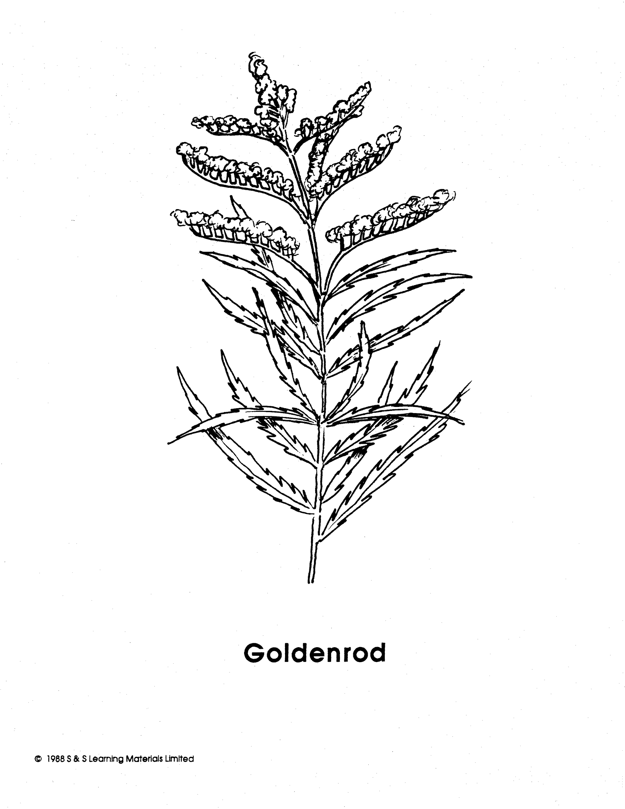 Weeds Black & White Picture Collection Grades K-8