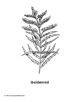 Weeds Black & White Picture Collection Grades K-8