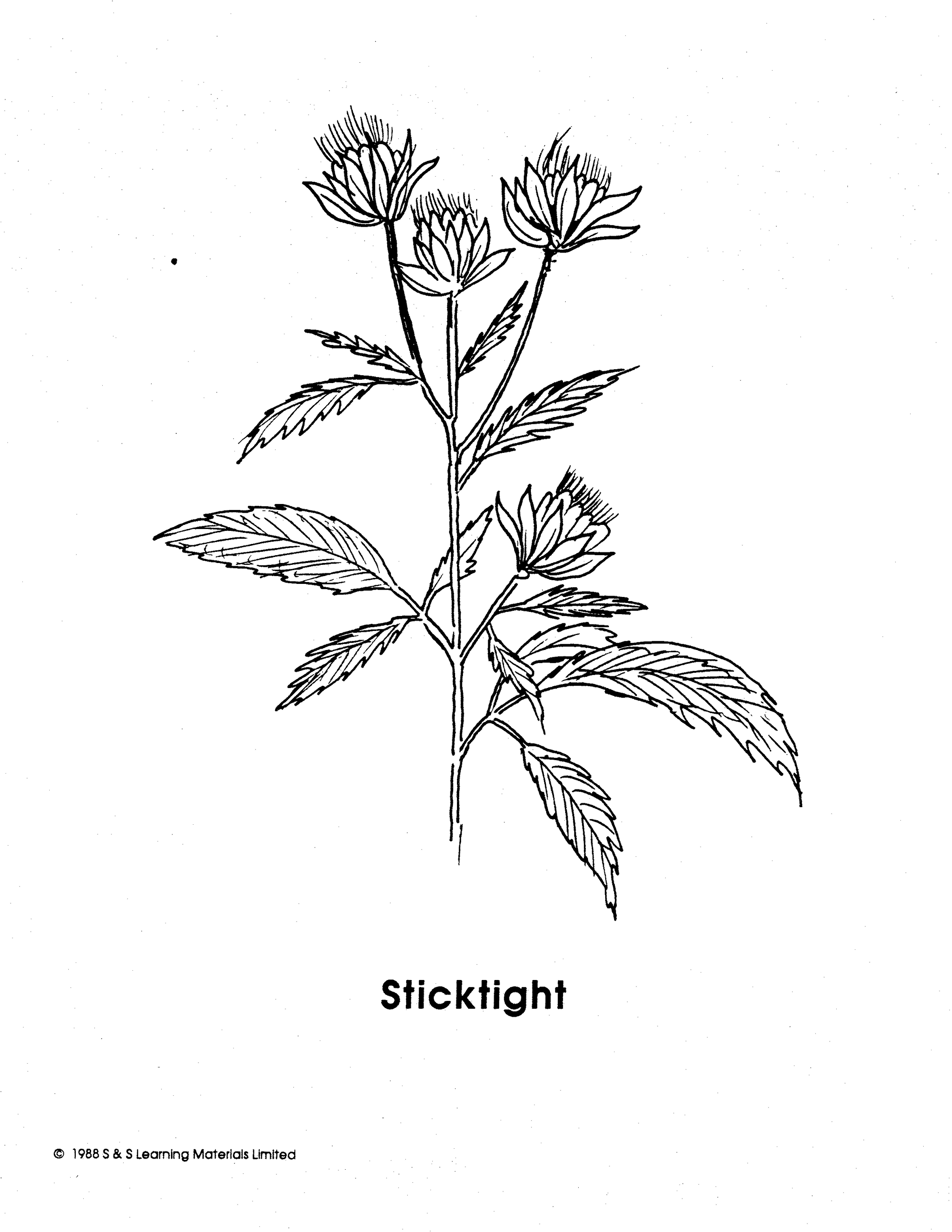 Weeds Black & White Picture Collection Grades K-8