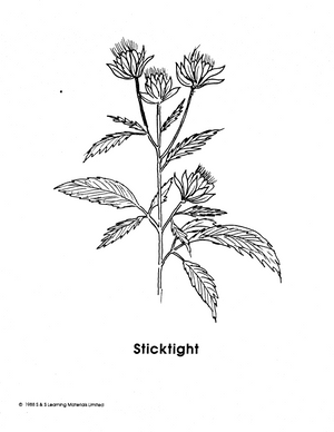 Weeds Black & White Picture Collection Grades K-8