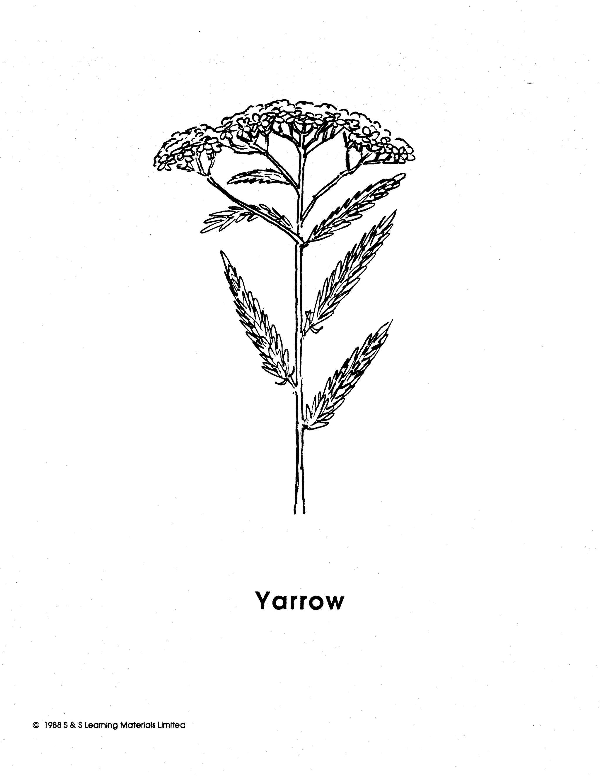 Weeds Black & White Picture Collection Grades K-8