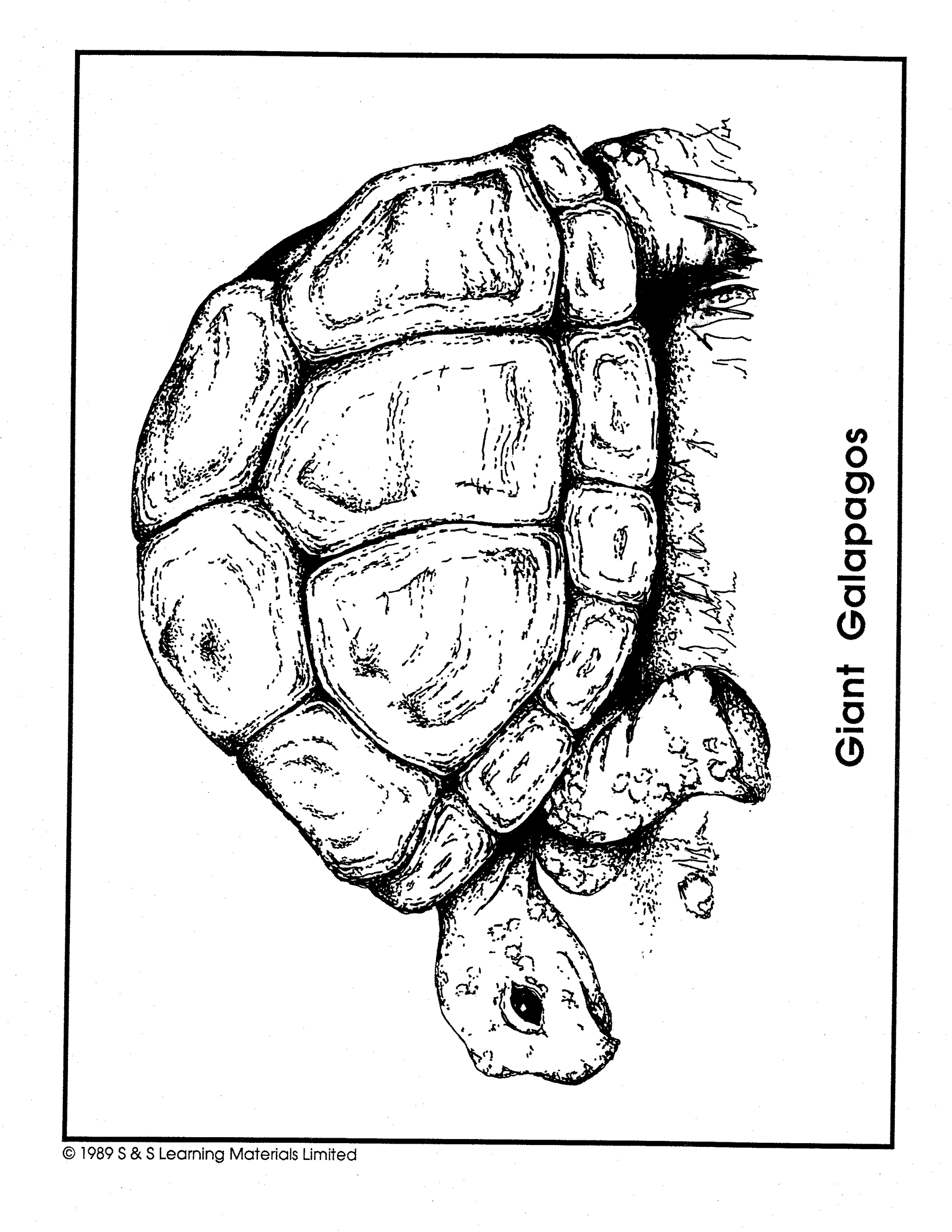 Reptiles Black & White Picture Collection Grades K-8