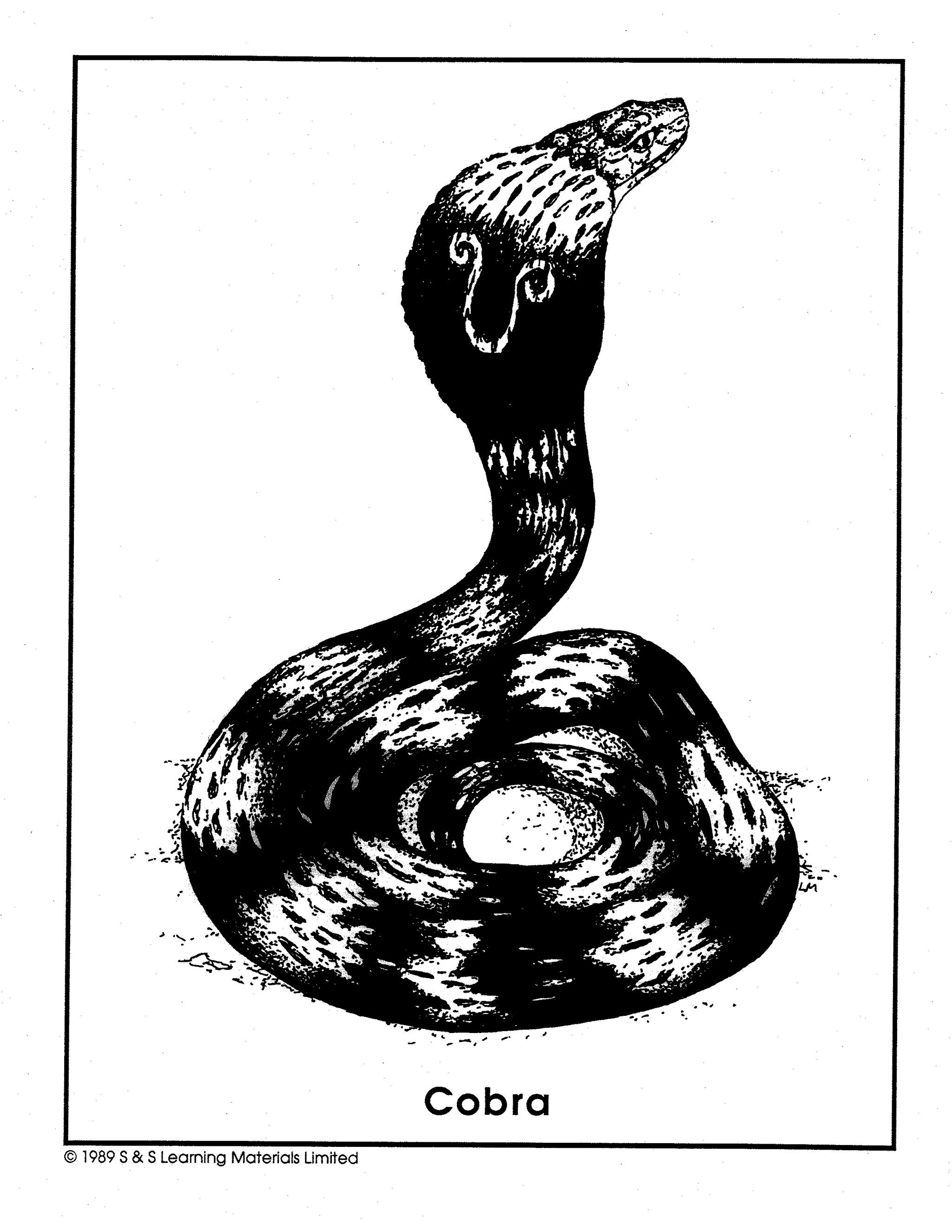 Reptiles Black & White Picture Collection Grades K-8