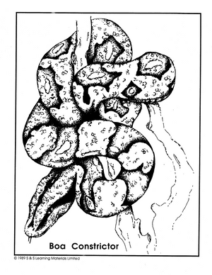 Reptiles Black & White Picture Collection Grades K-8