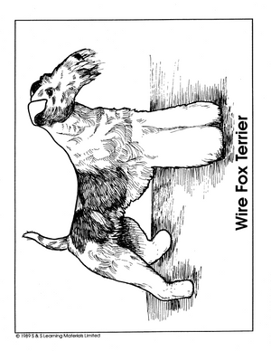 Dogs Black & White Picture Collection