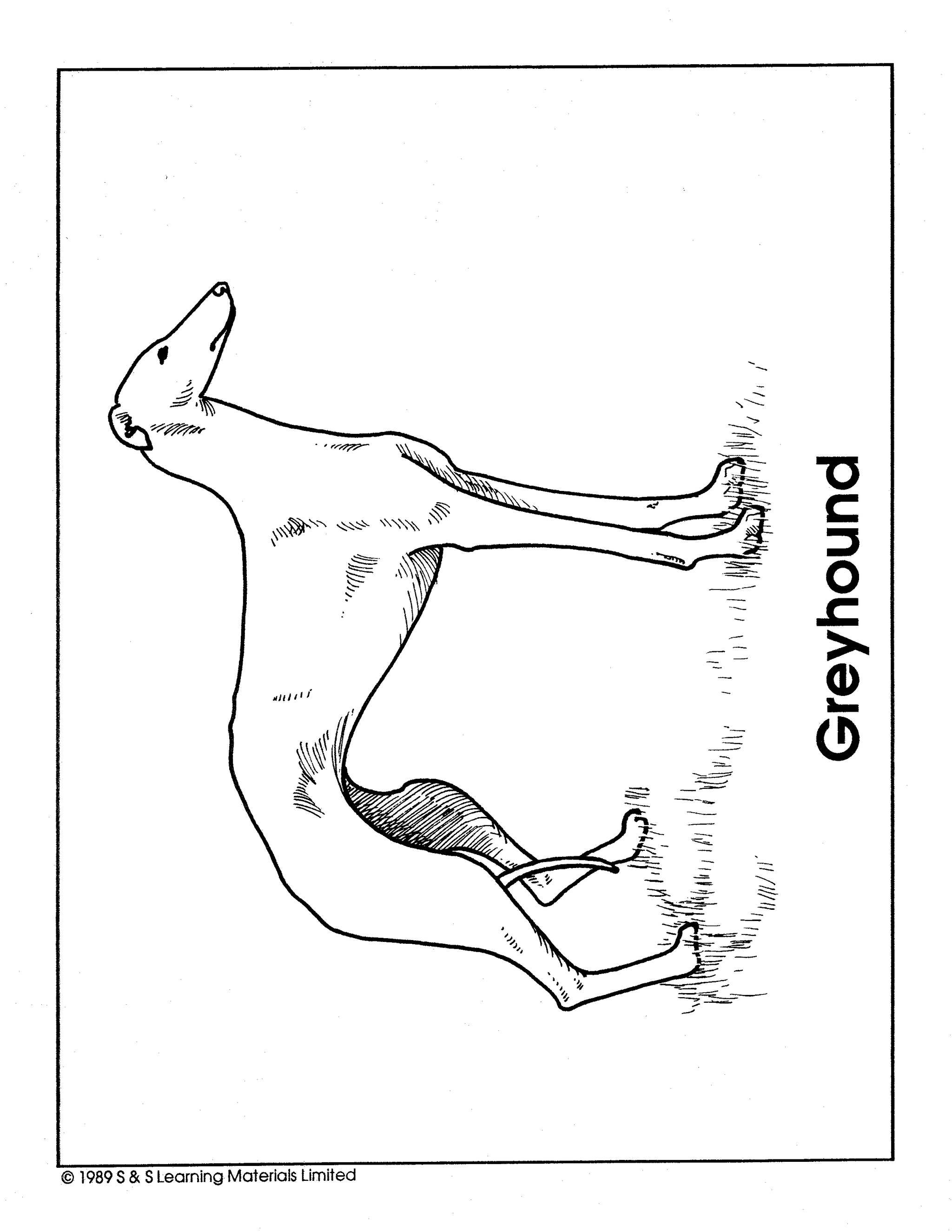 Dogs Black & White Picture Collection