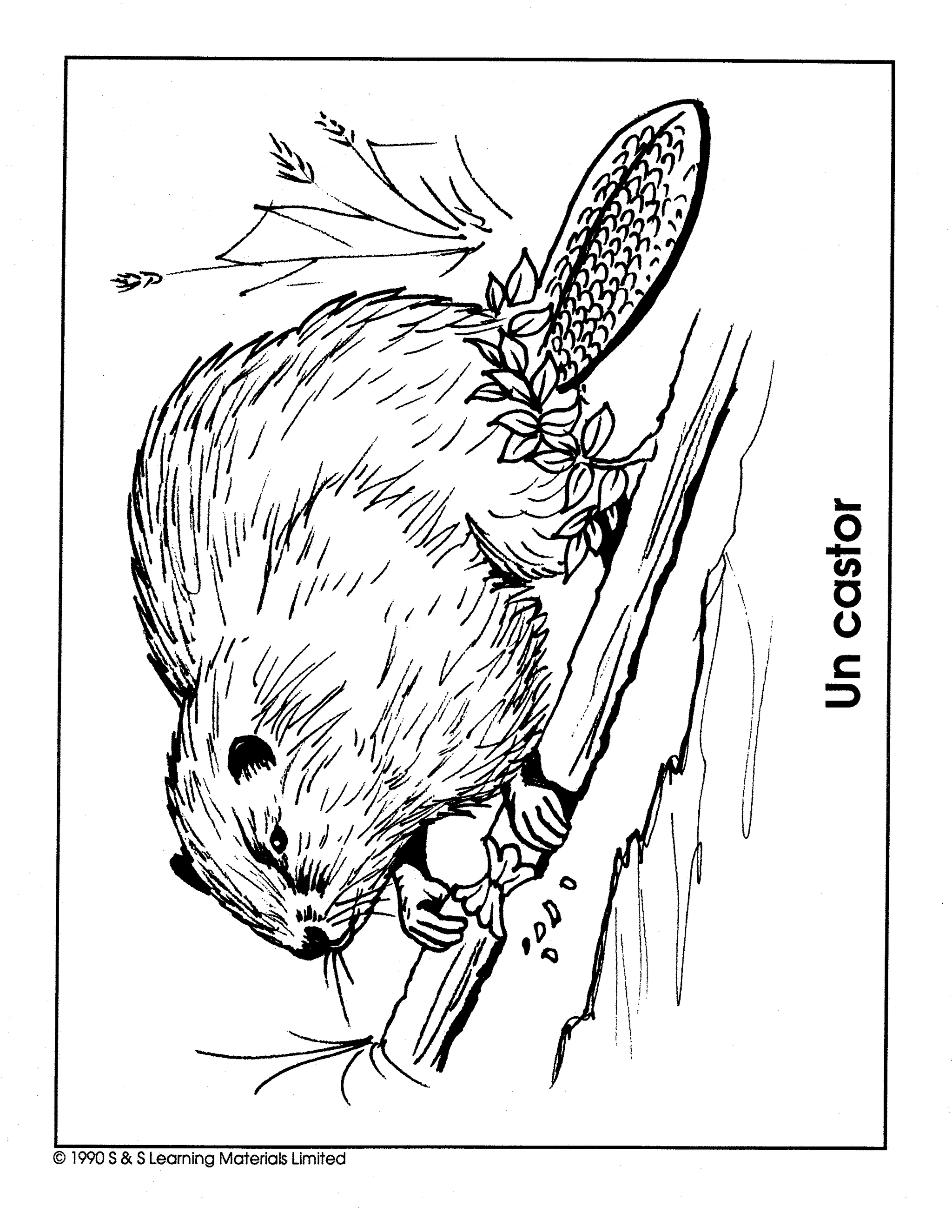 Les Animaux D'amerique du Nord Collection d'image