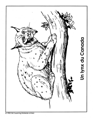 Les Animaux D'amerique du Nord Collection d'image