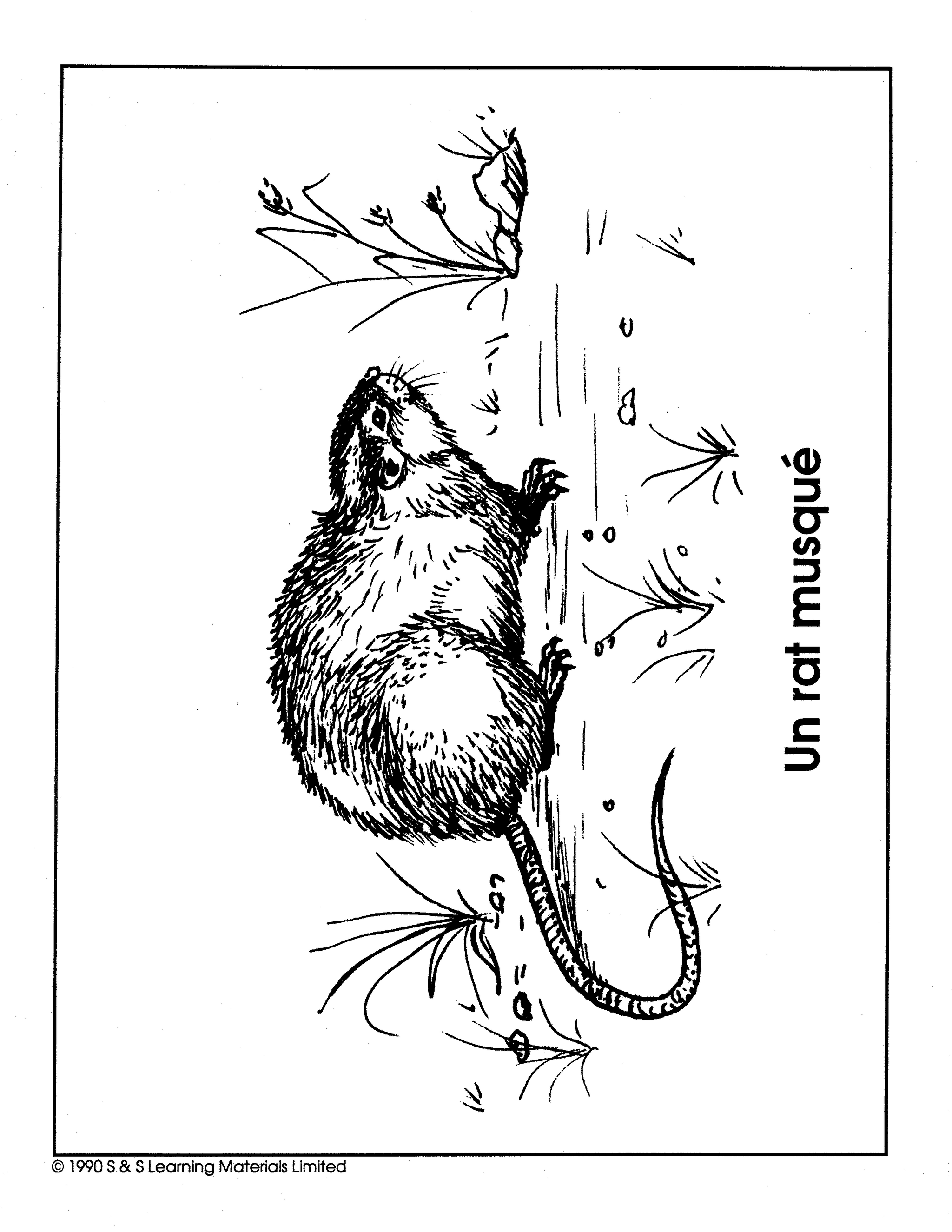 Les Animaux D'amerique du Nord Collection d'image