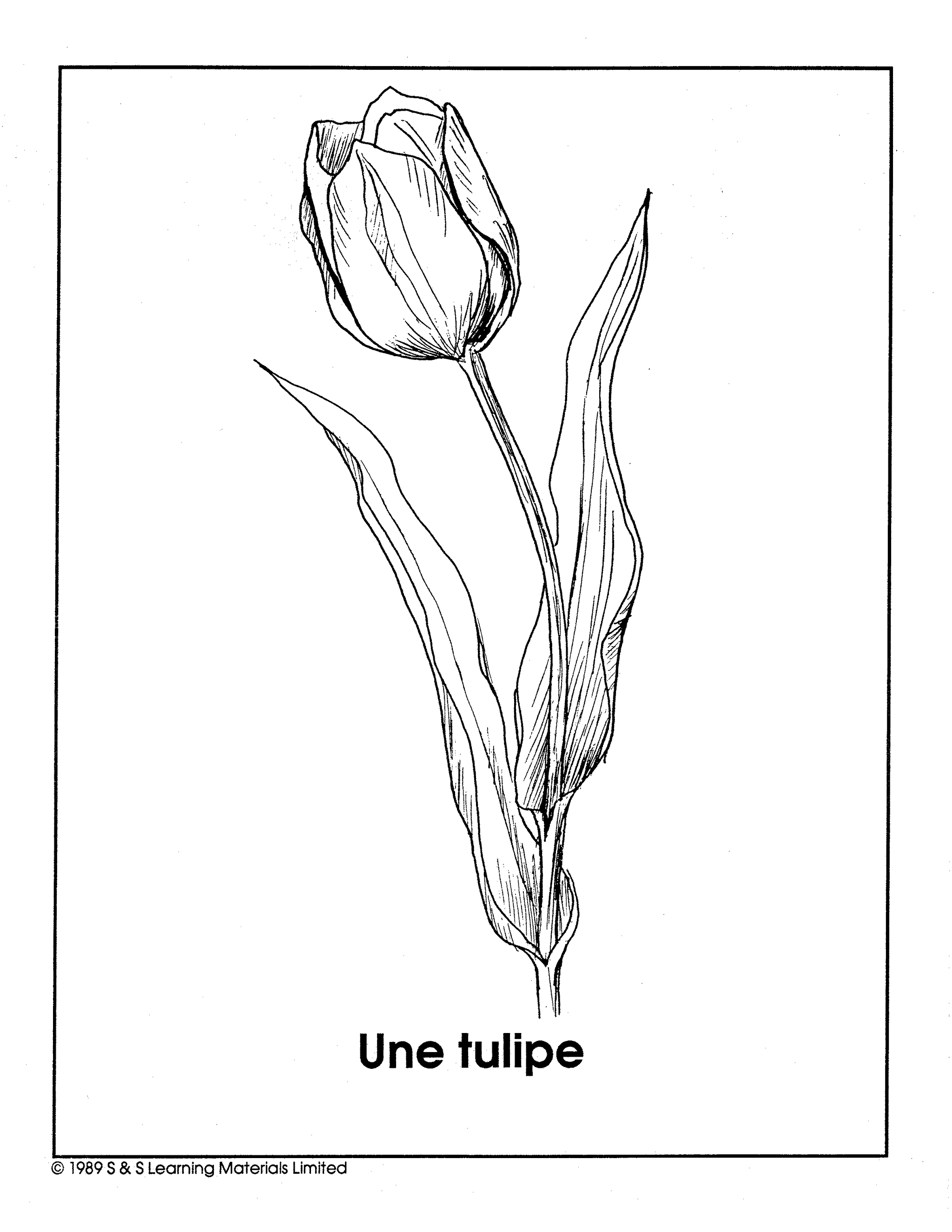 Les Fleurs du Jardin Collection d'image