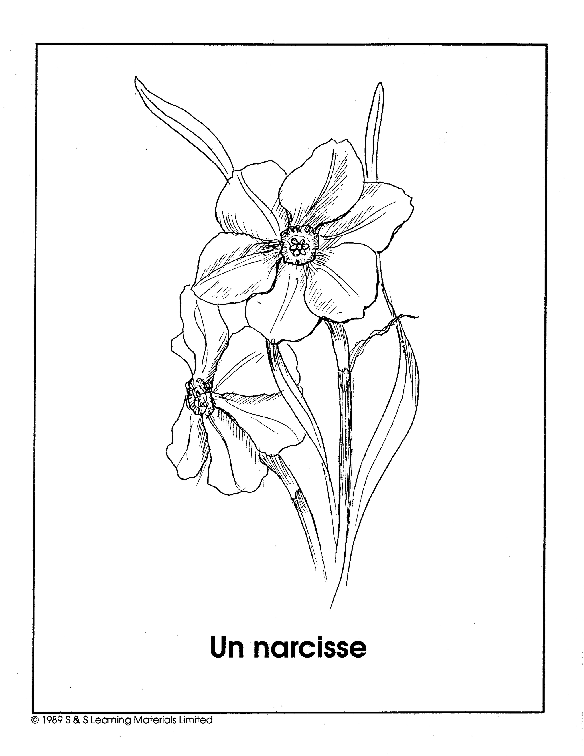 Les Fleurs du Jardin Collection d'image