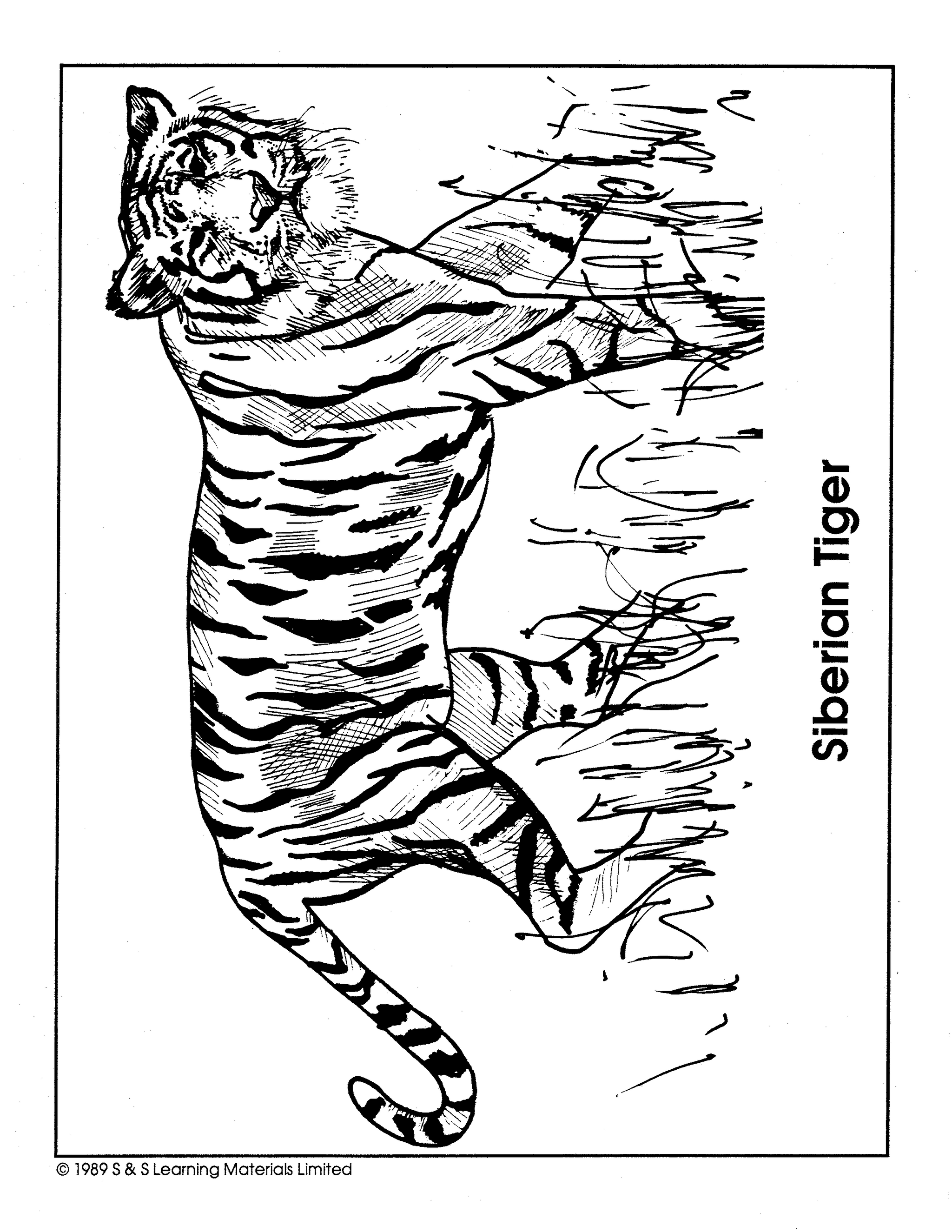 Cats Picture Collection Grade 1-8