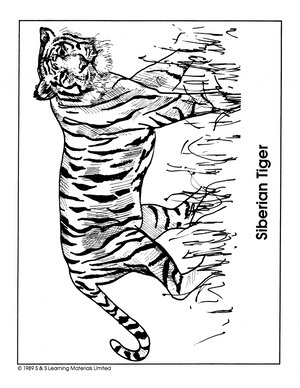 Cats Picture Collection Grade 1-8