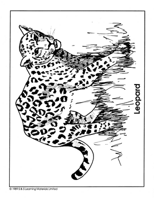 Cats Picture Collection Grade 1-8