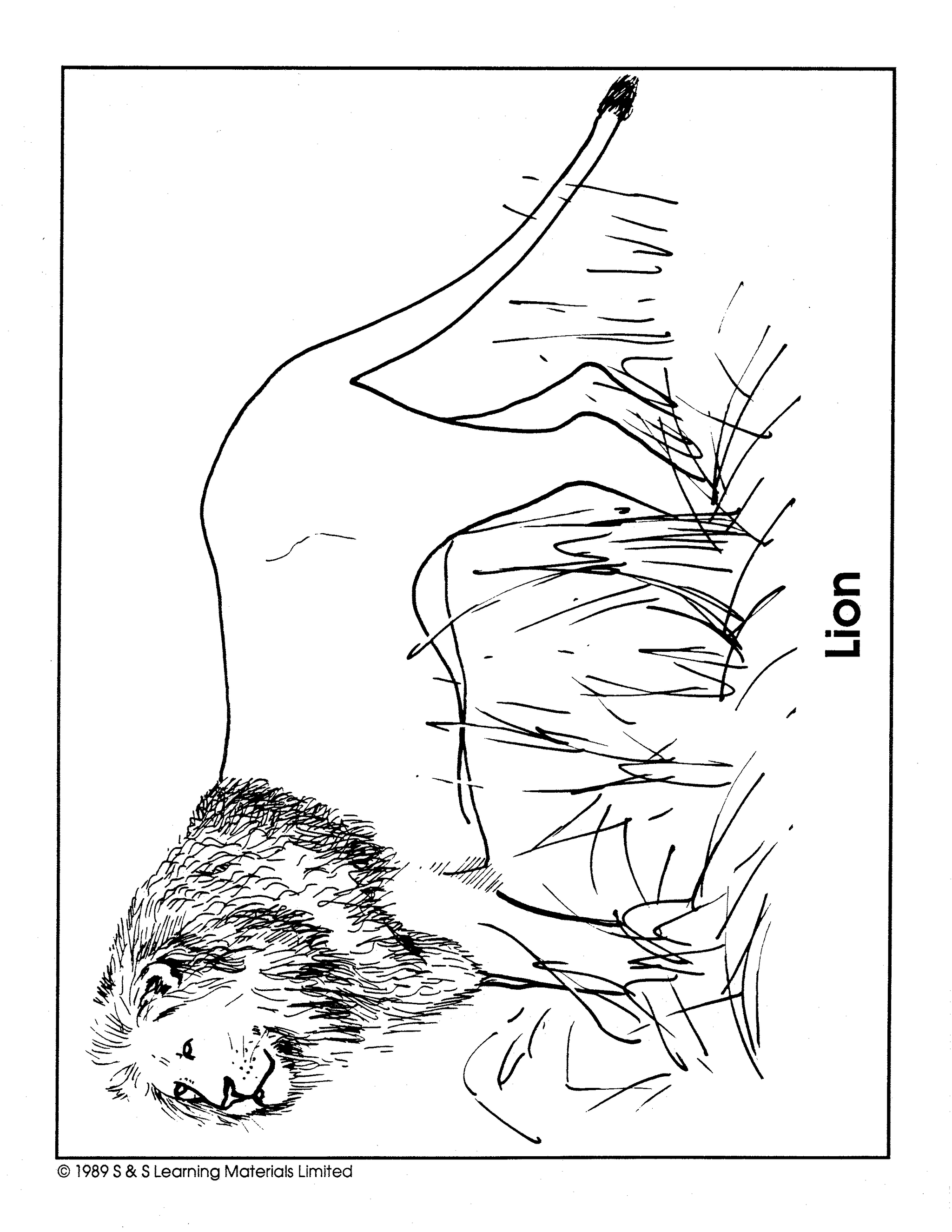 Cats Picture Collection Grade 1-8