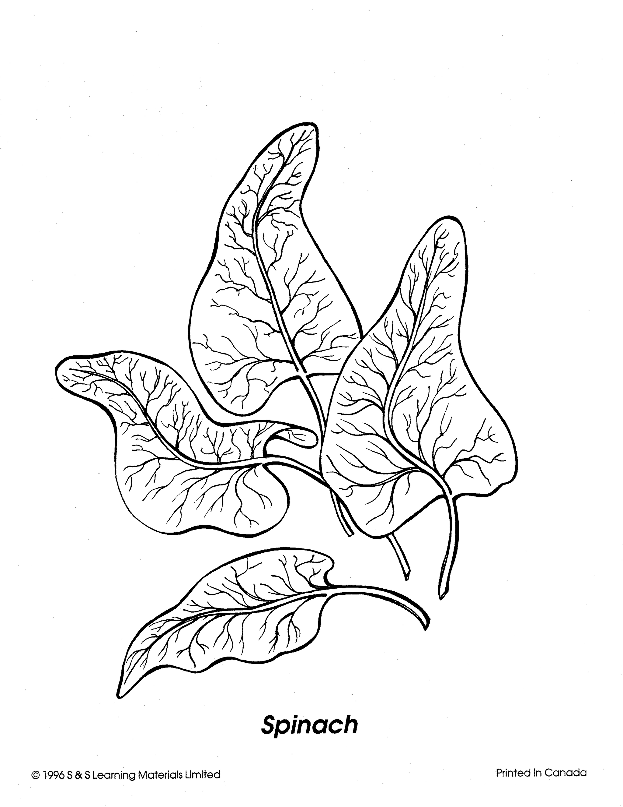 Vegetables Black & White Picture Collection Grades K-8