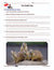 The Prairie Dog Reading E-Lesson Plan Grade 4