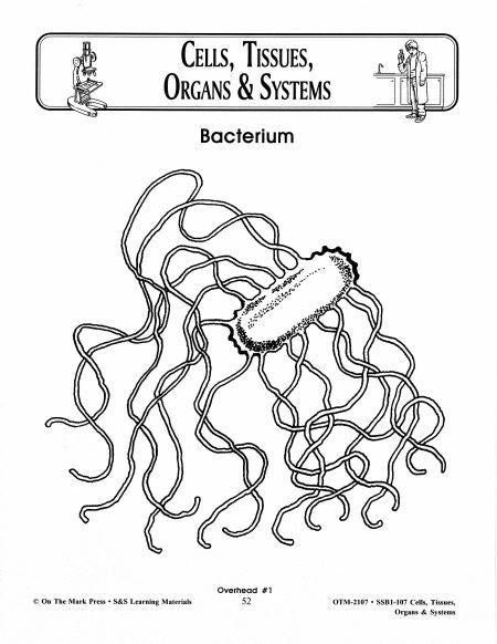 Cells, Tissues, Organs & Systems Diagrams Grades 7-8