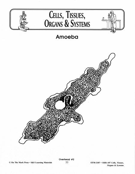 Cells, Tissues, Organs & Systems Diagrams Grades 7-8