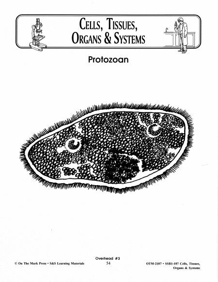 Cells, Tissues, Organs & Systems Diagrams Grades 7-8