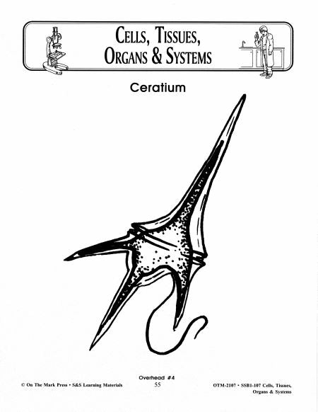 Cells, Tissues, Organs & Systems Diagrams Grades 7-8