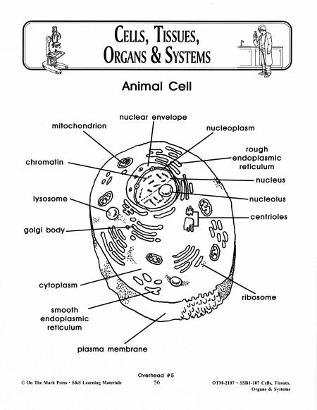 Cells, Tissues, Organs & Systems Diagrams Grades 7-8