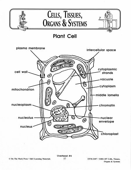 Cells, Tissues, Organs & Systems Diagrams Grades 7-8