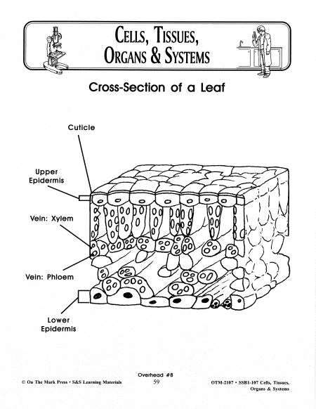 Cells, Tissues, Organs & Systems Diagrams Grades 7-8