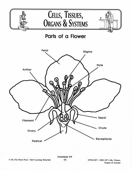 Cells, Tissues, Organs & Systems Diagrams Grades 7-8