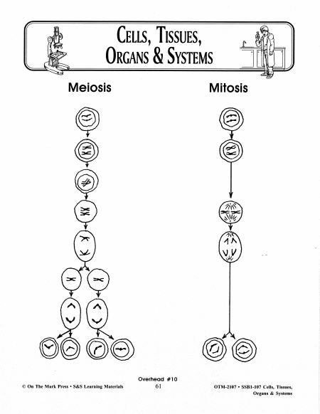 Cells, Tissues, Organs & Systems Diagrams Grades 7-8