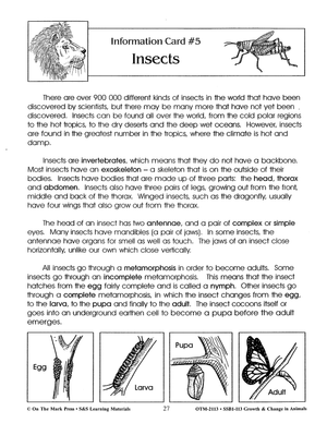 Insects Lesson Grades 2-3