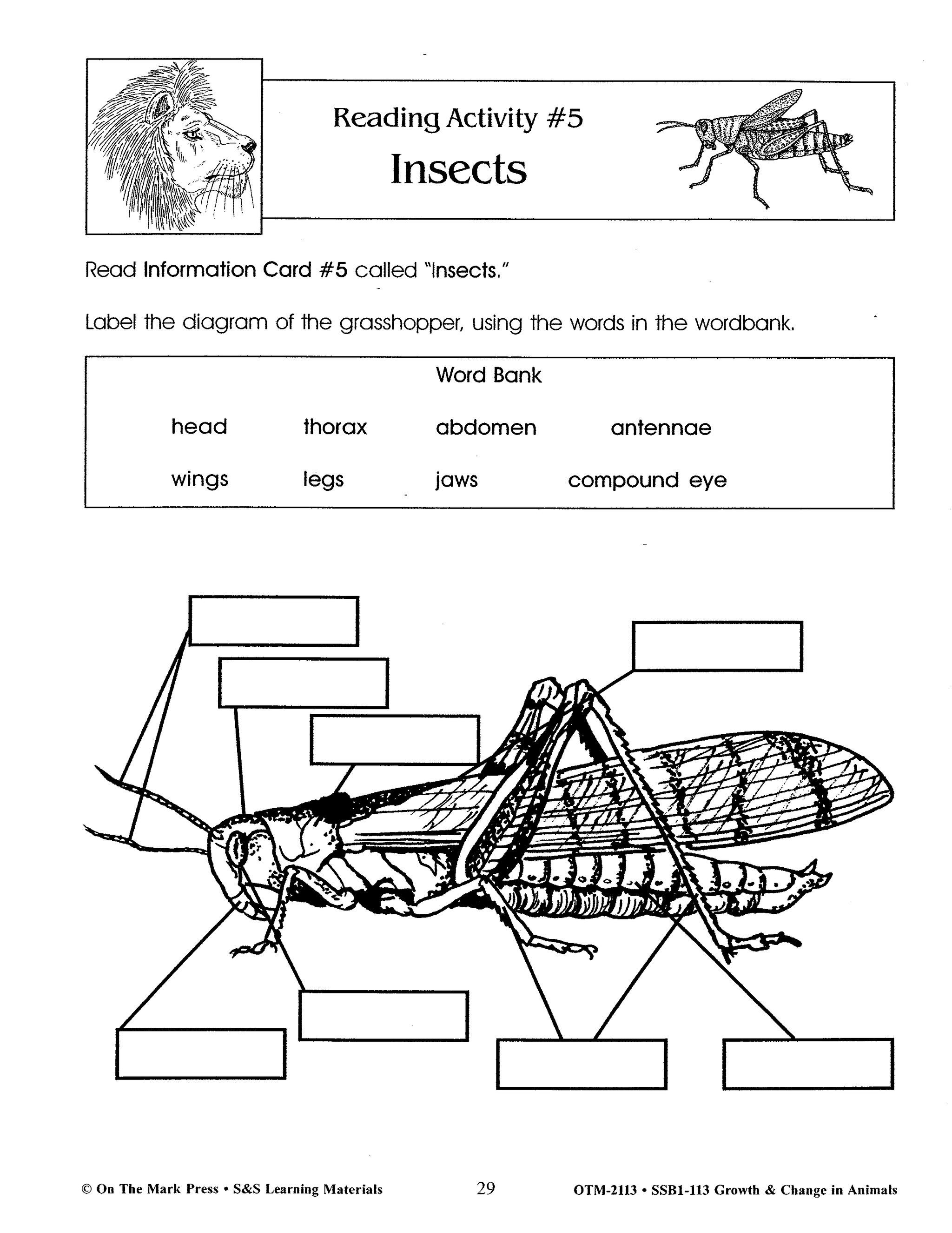 Class 3 Science Insects Insects Lesson Grades 2-3