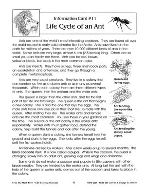Life Cycle of an Ant Lesson Grades 2-3